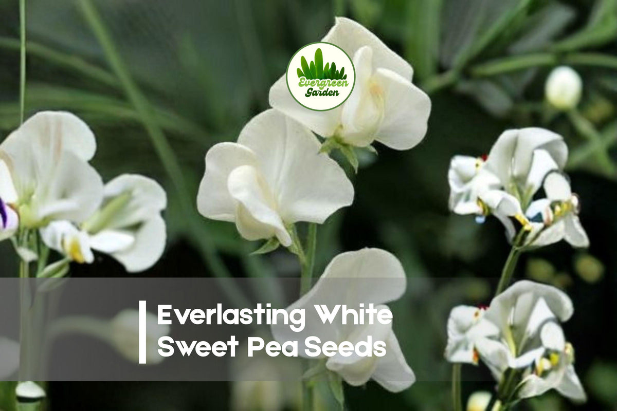 Everlasting White Sweet Pea Seeds – Perennial Climbing Vine with White Blooms, Lathyrus latifolius, Garden Flower Seeds