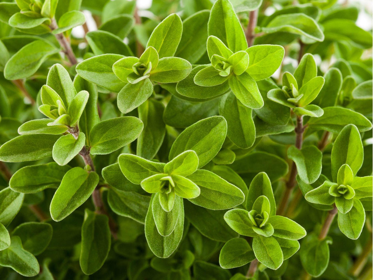 Marjoram Herb Seeds – 500 Non-GMO, Heirloom, Culinary, Aromatic, Pollinator-Friendly Origanum majorana