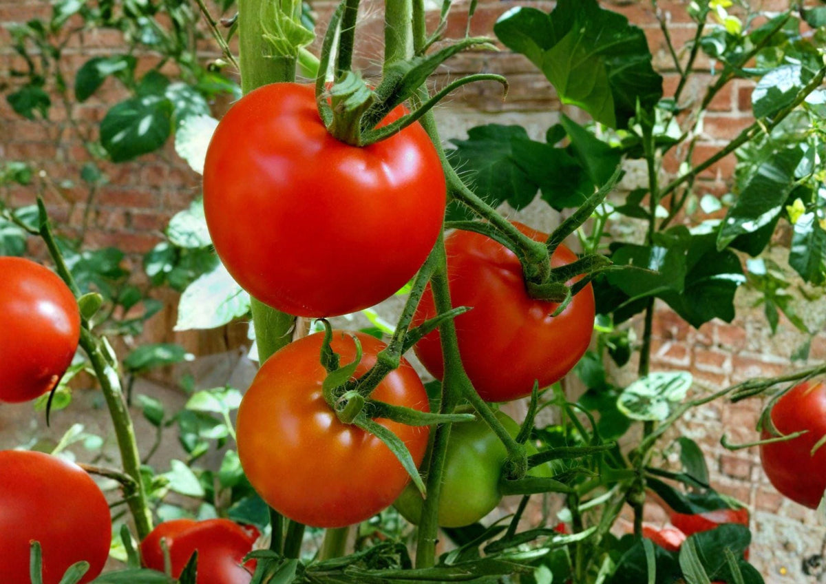 Floradel Tomato Seeds – Heirloom Red Slicing Variety for Warm Climates, 30 Premium Seeds, Heat-Tolerant, Suitable for Gardens & Containers