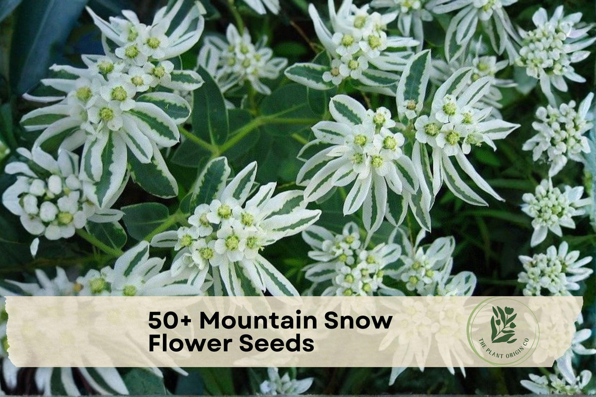 50+ Mountain Snow Flower Seeds - Euphorbia marginata Ornamental Annual for Borders & Gardens, White & Green Variegated Foliage