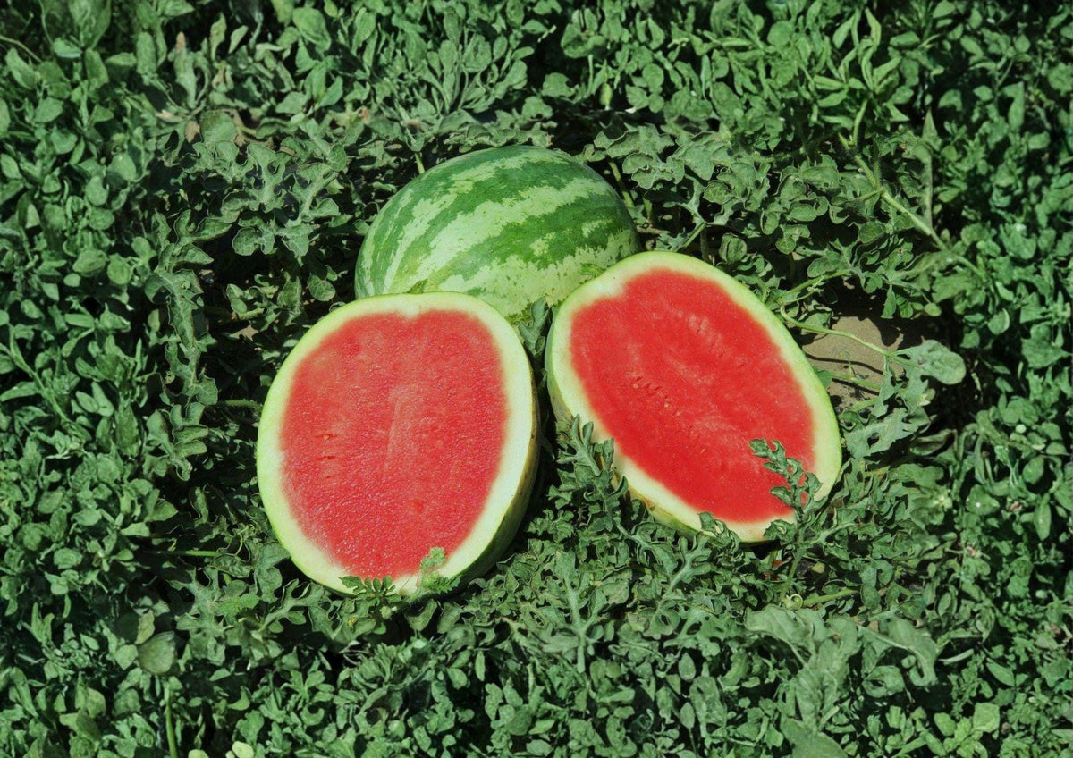 Crimson Sweet Watermelon Seeds – Heirloom Large Striped Melon Seeds for Juicy Red Flesh, Garden Planting