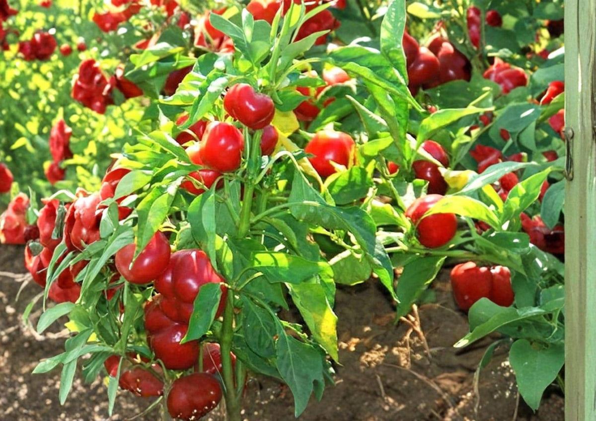 Red Cherry Sweet Pepper Seeds – 25 Heirloom Vegetable Seeds for Mild, Glossy Red Peppers, Capsicum annuum