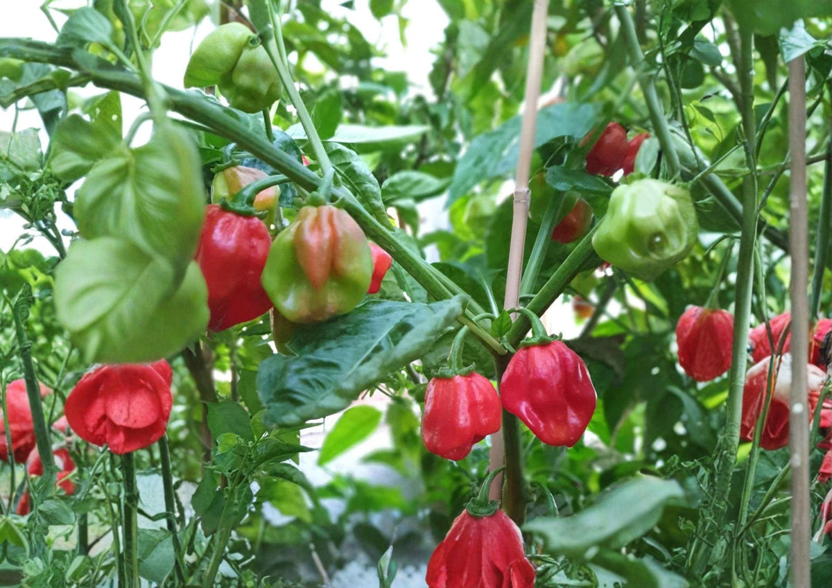 Caribbean Red Habanero Pepper Seeds – 25 Heirloom Tropical Chili Seeds for Hot Sauces & Spicy Dishes