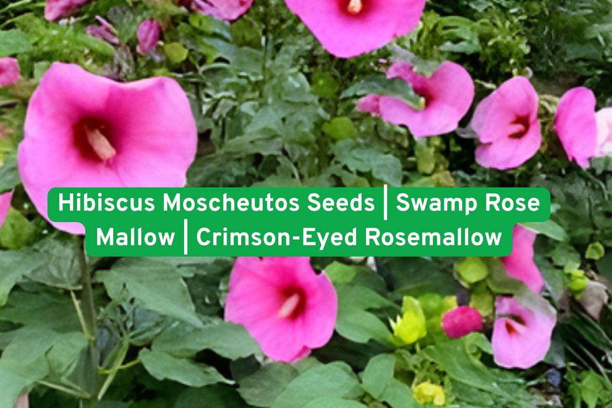 Hibiscus moscheutos Seeds | Swamp Rose Mallow | Perennial Native Plant with Large White Pink Flowers