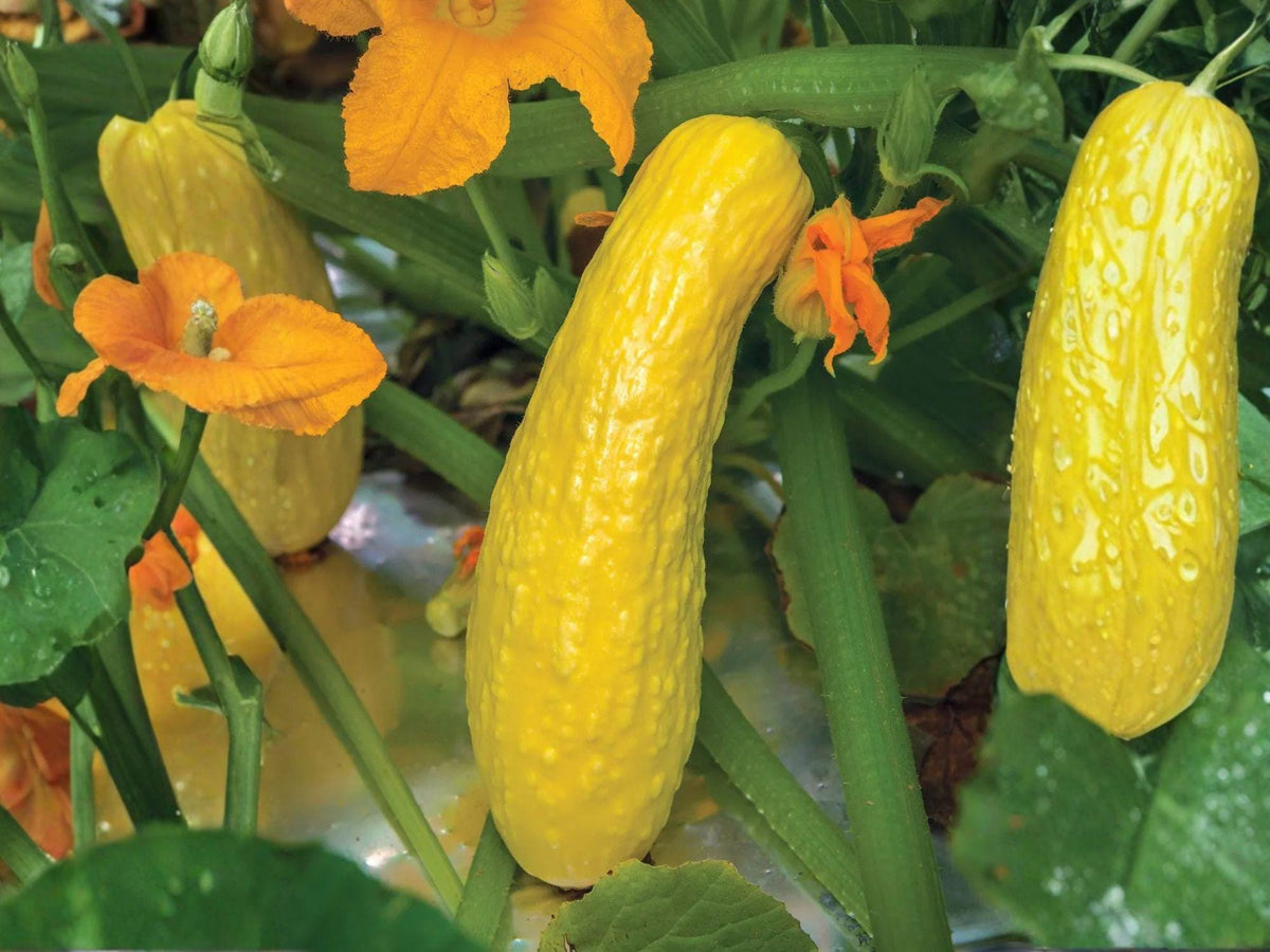 Heirloom Crookneck Squash Seeds – Early Summer Yellow Bush Vegetable, Curved Fruits, Tender Flesh, Solanum melongena