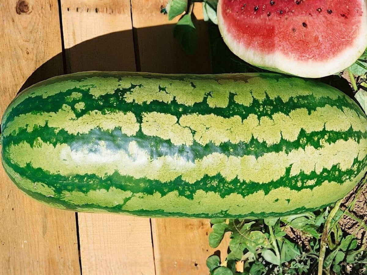 Jubilee Watermelon Seeds – Heirloom Striped Summer Melon for Garden Growing – Oblong, Sweet, Red Flesh, Heirloom Cucumis melo
