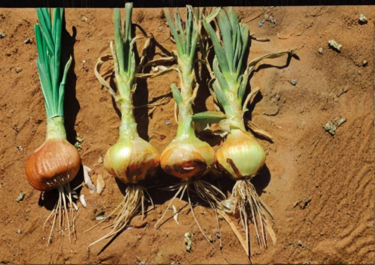 Utah Yellow Sweet Spanish Onion Seeds – Heirloom Long-Day Vegetable, 50 Seeds for Slicing, Cooking & Storage