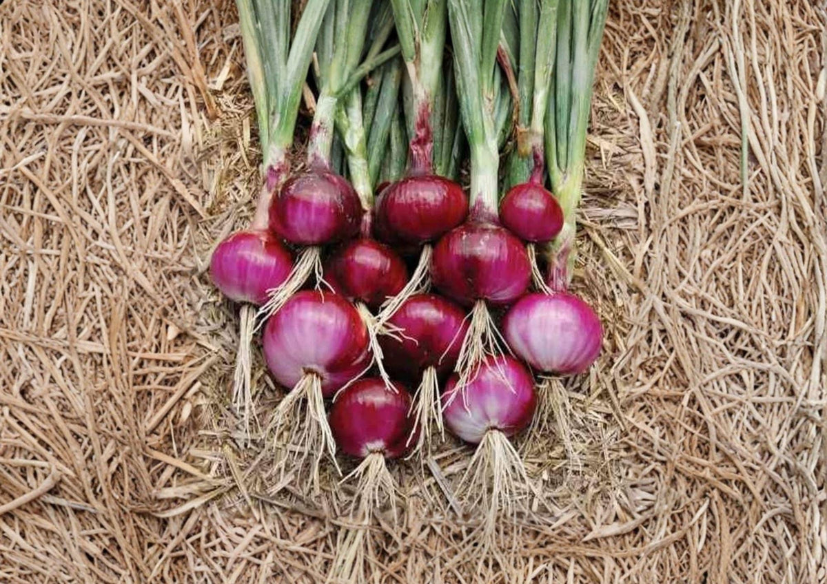 Southport Red Globe Onion Seeds – 50 Heirloom Long-Day Bulb Seeds for Storage, Fresh Slicing & Cooking