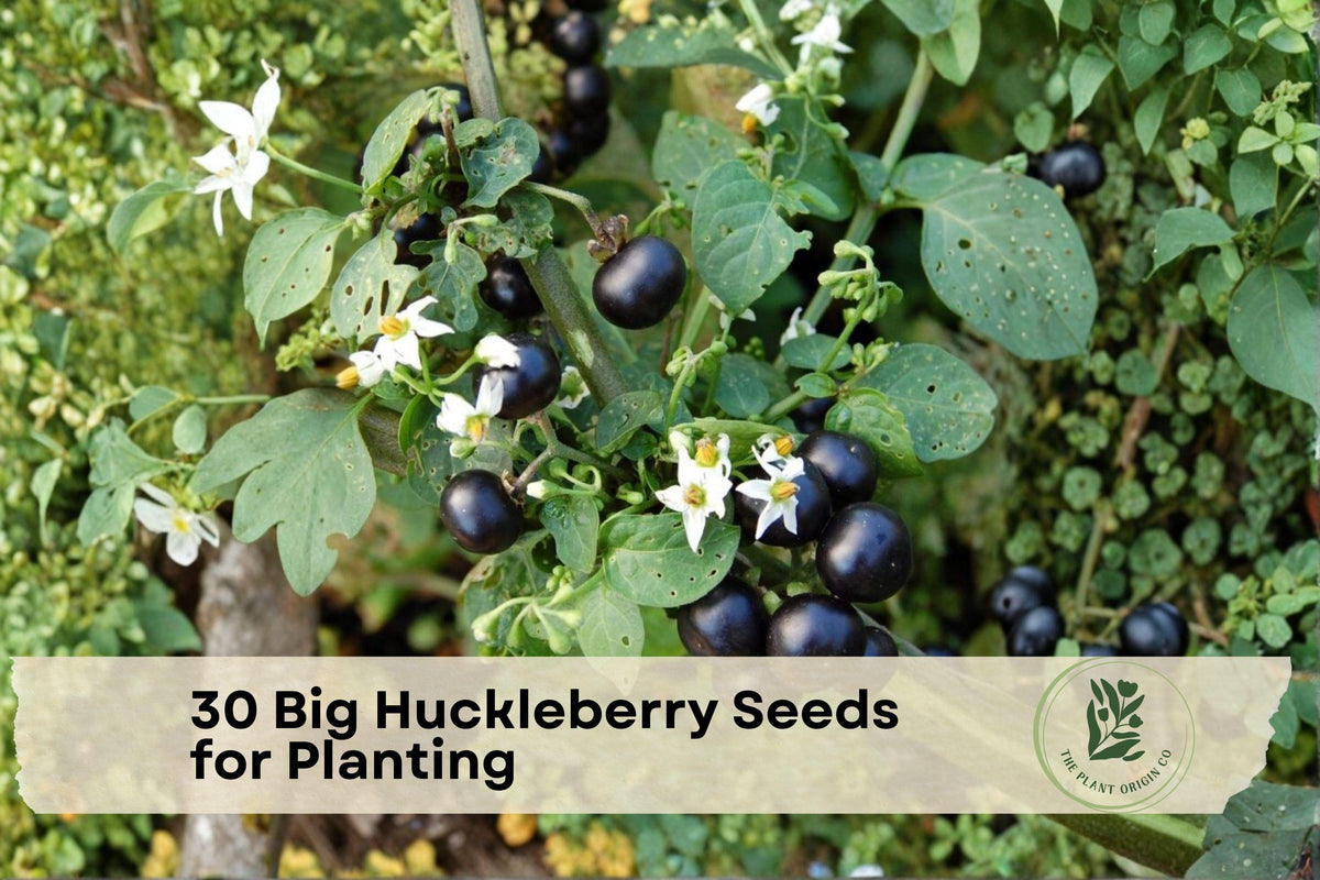 Big Huckleberry Seeds for Planting - Vaccinium membranaceum Native Mountain Berry Shrub, Deciduous, Woodland & Native Gardens