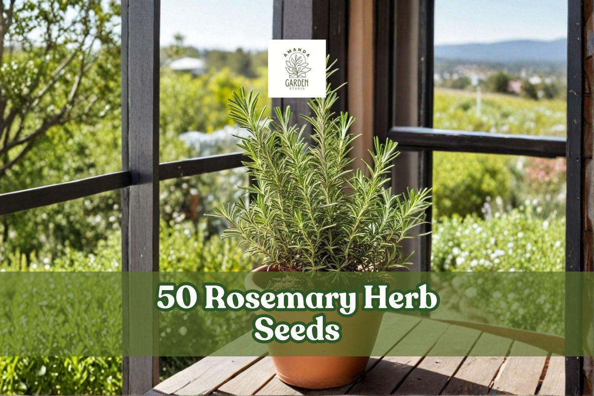 Rosemary Herb Seeds for Planting, Salvia rosmarinus, Evergreen Aromatic Foliage, Culinary & Ornamental Garden Seeds