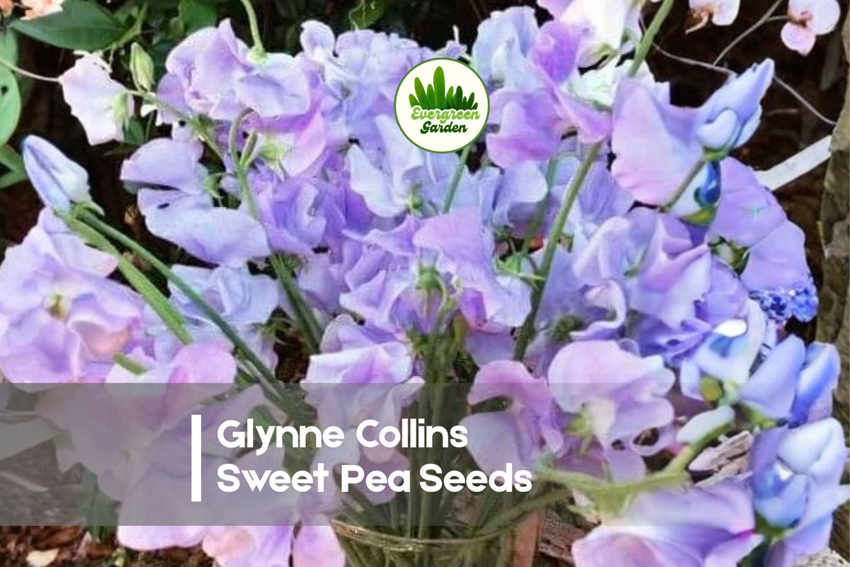 Glynne Collins Sweet Pea Seeds, Soft Pink Fragrant Blooms, Climbing Vine, Lathyrus odoratus, 50+ Seeds