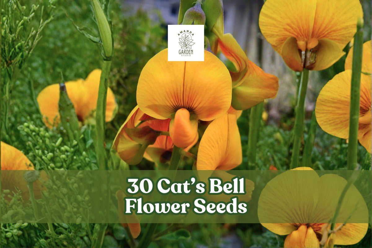 Cat’s Bell Flower Seeds – Crotalaria spectabilis Annual with Bright Yellow Blooms, Ornamental Garden Plant, Full Sun, 30 Seeds