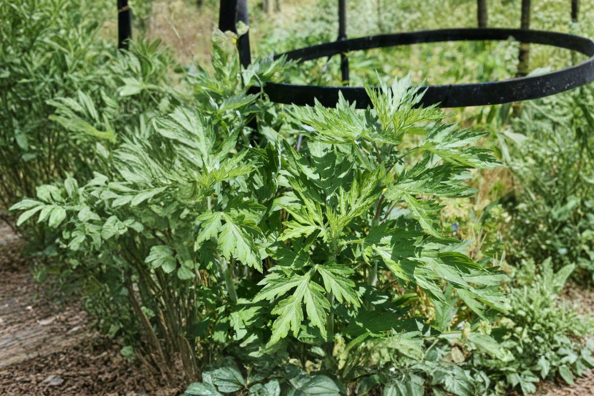 Japanese Mugwort Herb Seeds – Heirloom Perennial Yomogi (Artemisia princeps) for Culinary and Medicinal Gardens, 30 Pack