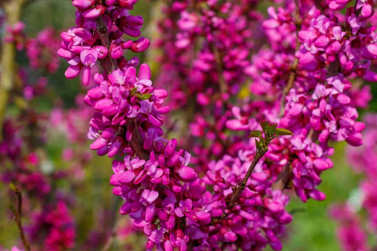 Chinese Redbud Tree Seeds – Ornamental Pink Spring Flowering Cercis Chinensis for Garden Landscaping