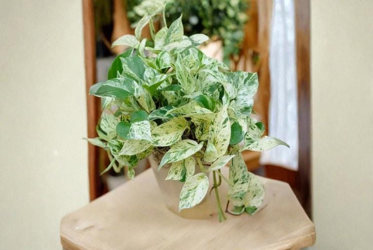 Pothos Ivy Combo Pack of 6 Unrooted Cuttings – Marble Queen, Brazil, N'Joy – Indoor Tropical Houseplant, Epipremnum aureum