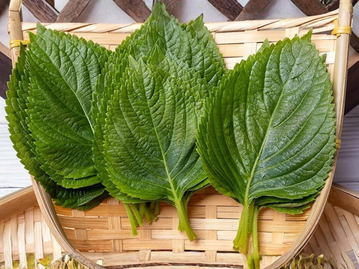 Korean Perilla Seeds – 500 Shiso Herb Seeds for Asian Cooking, Ssam Wraps, Kimchi, Pickling, Garden Herb, Aromatic Green Leaves
