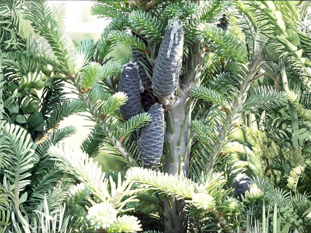 Balsam Fir Seeds – Abies balsamea Lake State Evergreen Tree Seeds for Reforestation, Wildlife Habitat, and Christmas Tree Growing