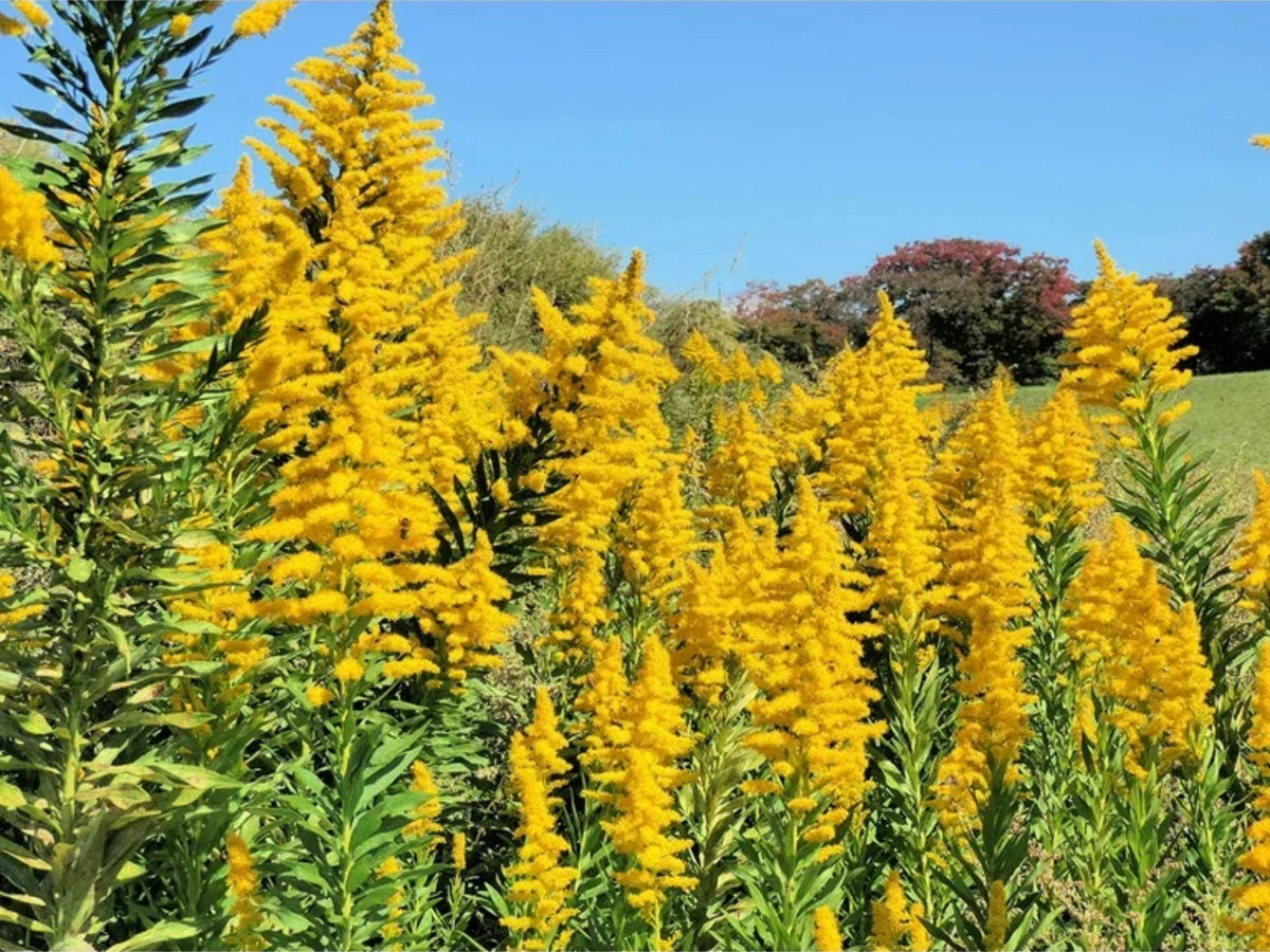 Solidago speciosa Seeds – Showy Goldenrod Wildflower – Native Perennial Pollinator Plant – 100 Seeds