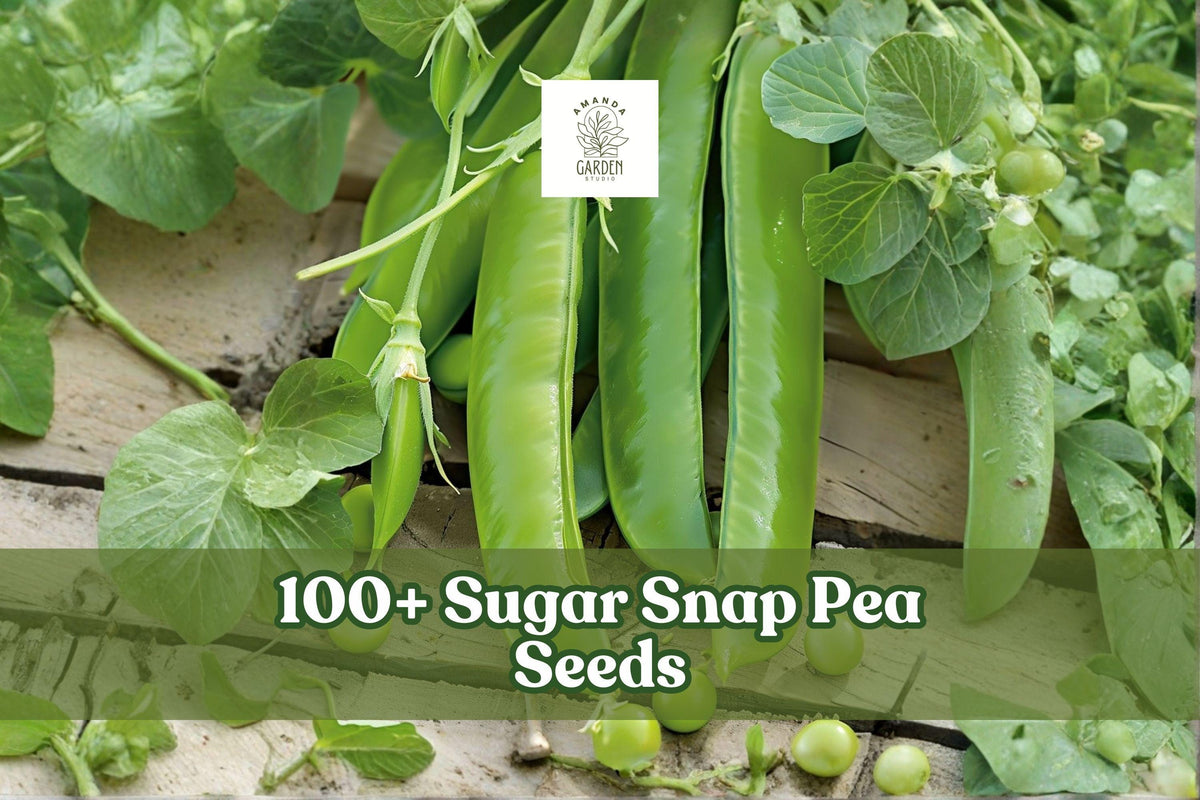 100+ Sugar Snap Pea Seeds – Pisum sativum Climbing Vegetable with Sweet Crisp Pods for Home Garden, Cool Season Crop