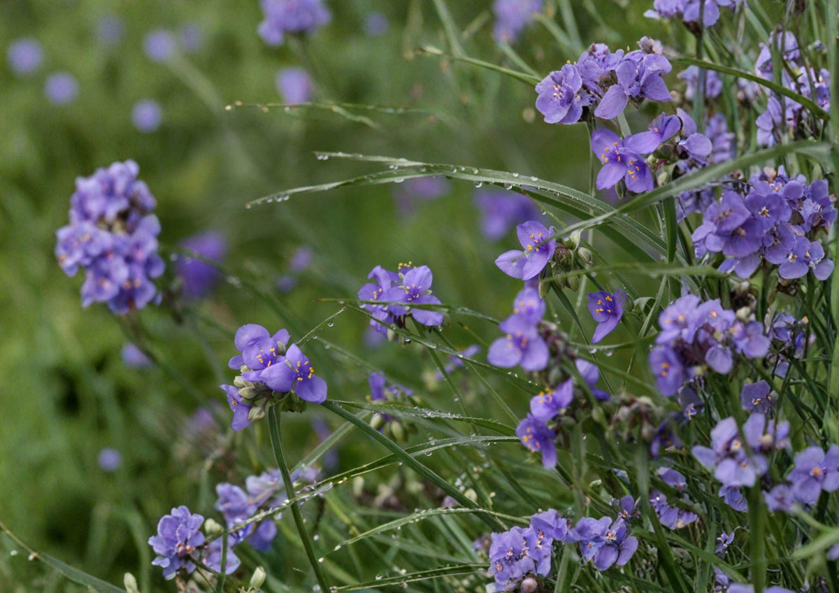 Tradescantia occidentalis Western Spiderwort Seeds – Native Blue Wildflower, Prairie Perennial, Pollinator-Friendly, Drought Tolerant, 100 Seeds