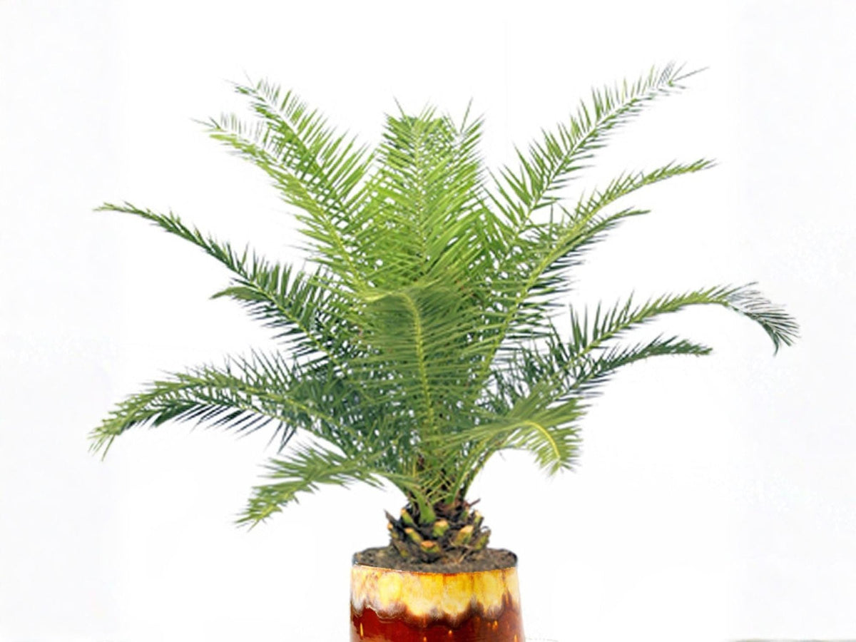 Canary Island Date Palm Seeds – Phoenix Canariensis Tropical Tree, Ornamental Palm, Evergreen, Full Sun, 10 Seeds