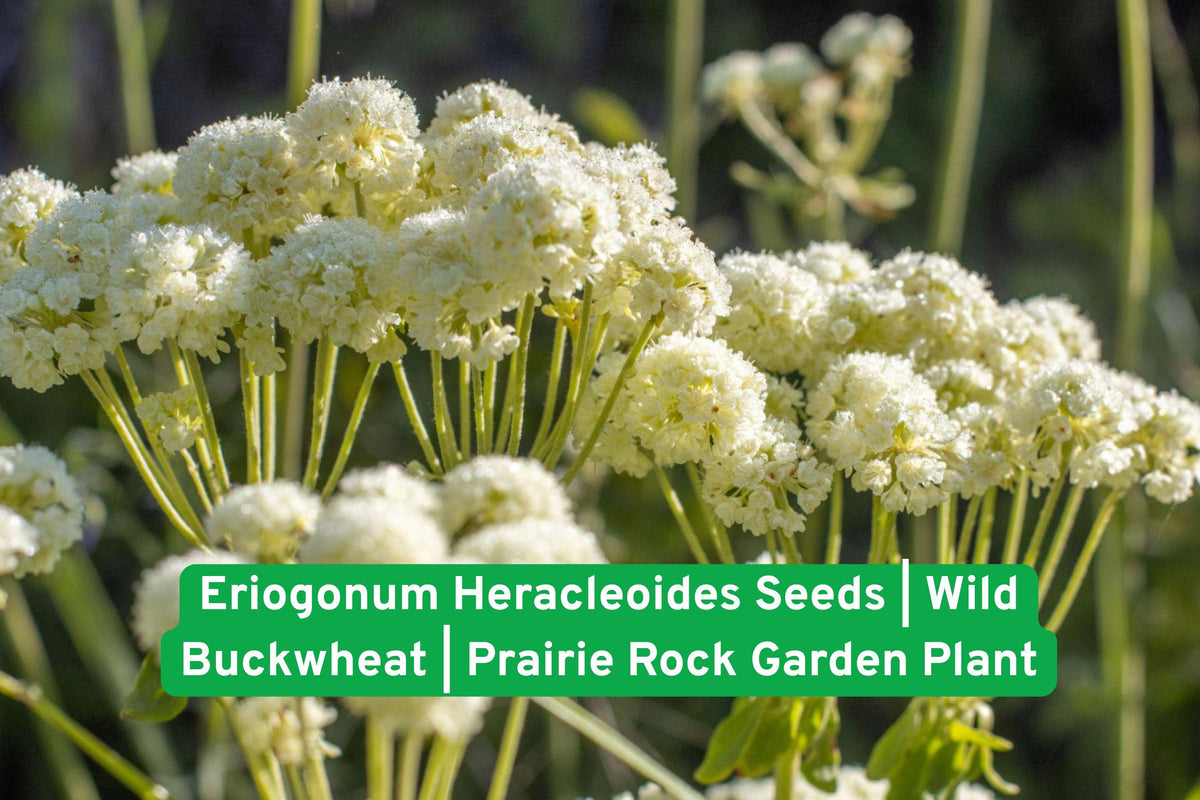 Eriogonum Heracleoides Seeds | Wild Buckwheat Prairie Perennial | Drought-Tolerant Native Wildflower for Rock Gardens & Xeriscaping