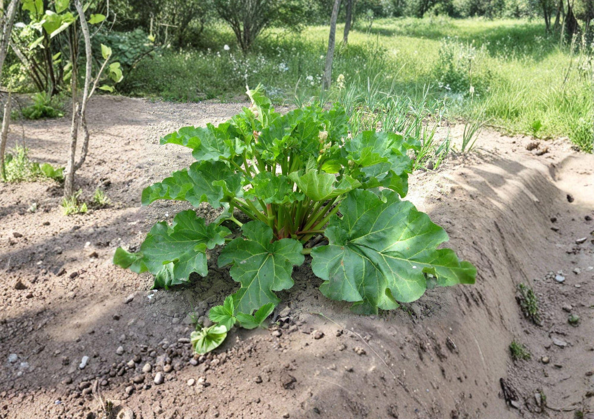 Rhubarb Seeds – Victoria Heirloom Variety for Perennial Garden Growing, Tart Green Stalks, 25 Seeds