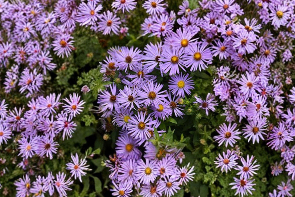 Aromatic Aster Seeds – 100 Native Purple Perennial for Pollinator Gardens, Fall Bloom, Symphyotrichum oblongifolium