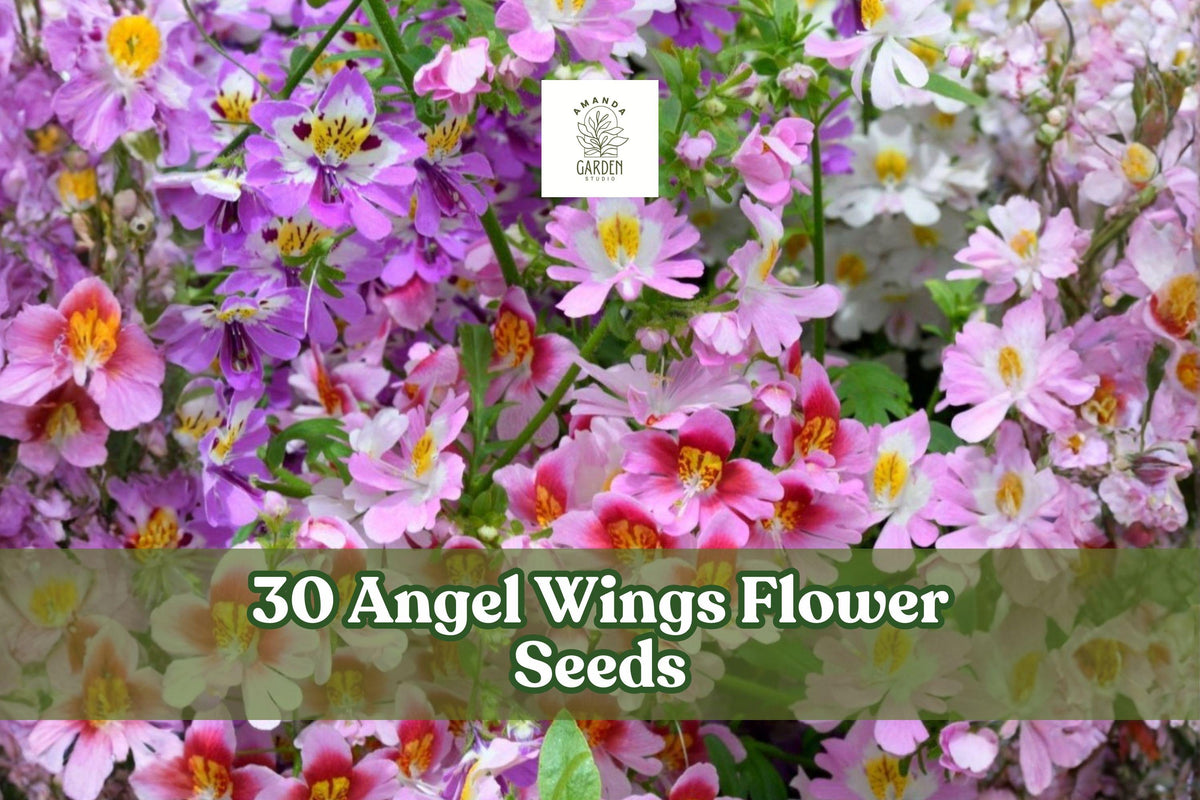 Angel Wings Flower Seeds – Butterfly Garden Mix, Seasonal Annuals for Garden Beds, Easy-to-Grow, Mixed Colors, Full Sun, 30 Seeds
