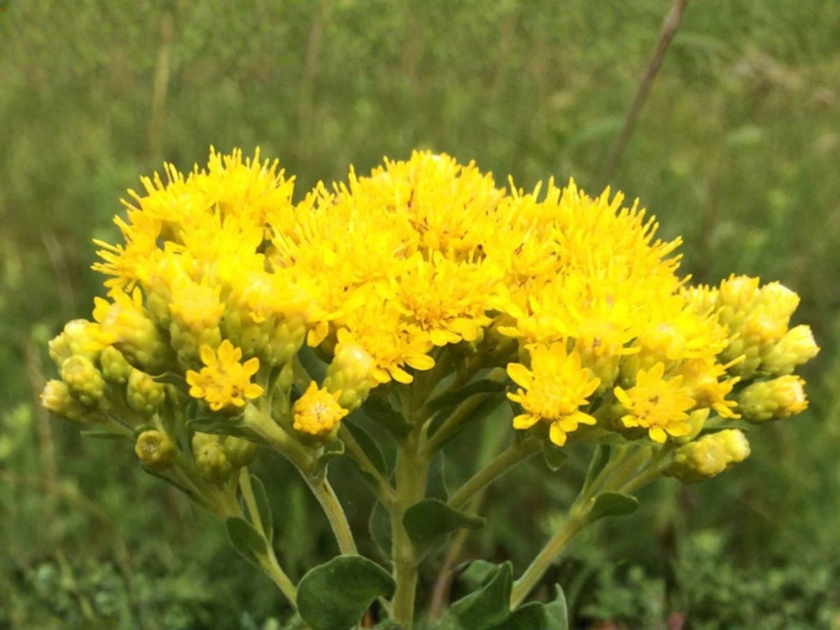 100 Stiff Goldenrod Seeds – Native Prairie Perennial Wildflower – Bright Yellow Blooms – Oligoneuron rigidum Pollinator Plant