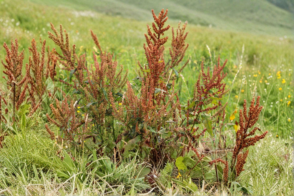 Water Dock Seeds – 100 Native Wetland Perennial for Ponds, Marshes, Rain Gardens – Rumex orbiculatus, North American native plant