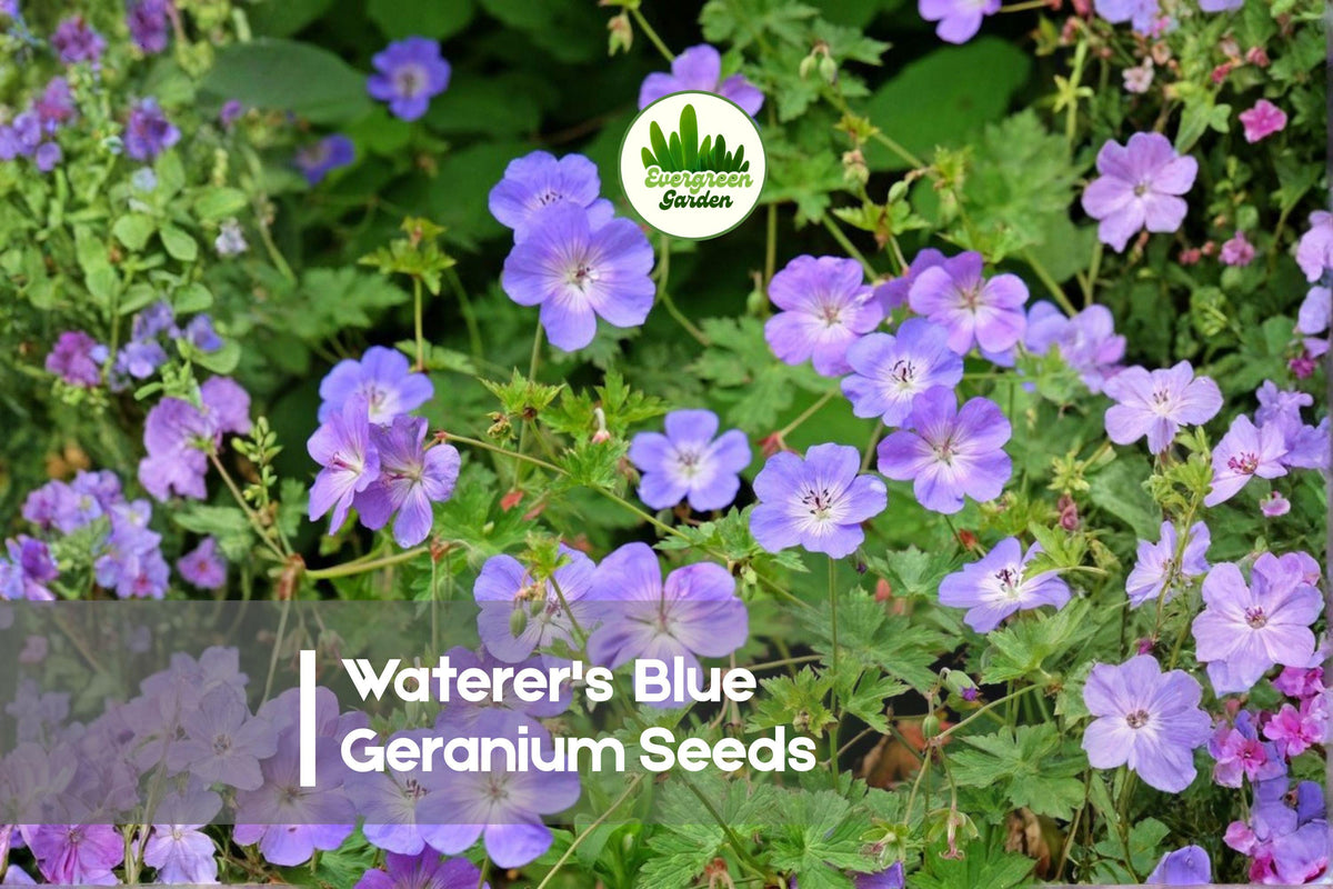 Waterer's Blue Geranium Seeds - Blue-purple Perennial Flower Seeds for Borders, Rock Gardens, Landscaping, Geranium spp.