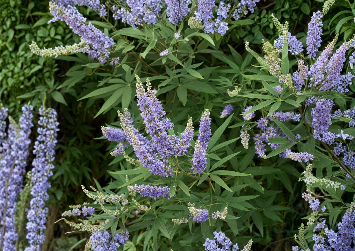 Vitex Agnus Castus Seeds – Fragrant Purple Flowering Shrub for Butterfly Gardens, Ornamental Drought-Tolerant Plant