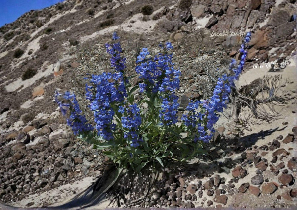Sand Penstemon Seeds – 50 Native Wildflower Seeds, Blue Purple Tubular Blooms, Drought Tolerant Perennial, Penstemon Acuminatus