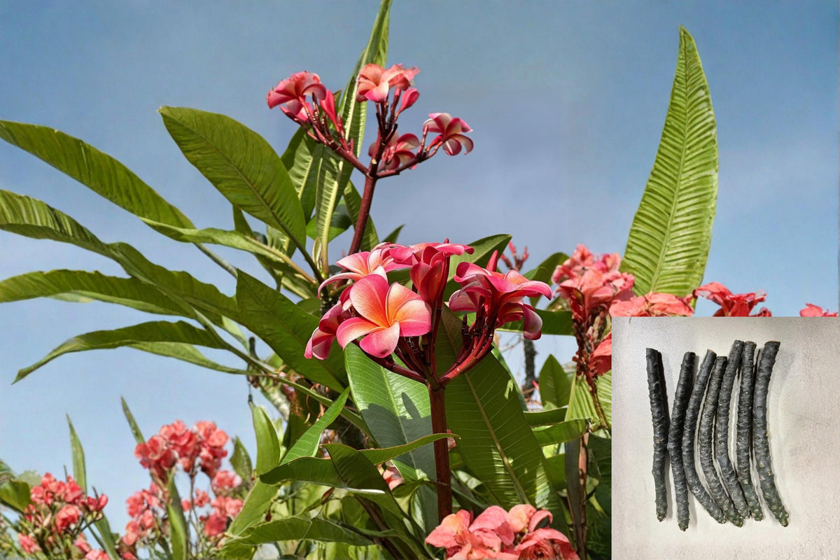 Pink Plumeria Cutting 10" Unrooted | Tropical Flowering Tree | Fragrant Pink Blooms | Plumeria rubra