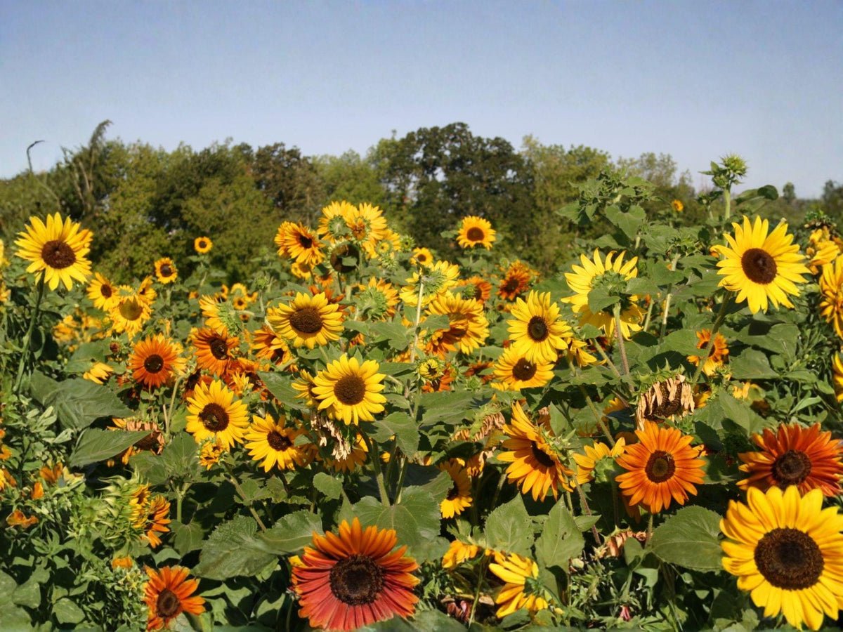 Autumn Beauty Sunflower Seeds – Helianthus annuus – Colorful Large Blooms in Yellow, Orange, Bronze & Red – Garden & Container Planting