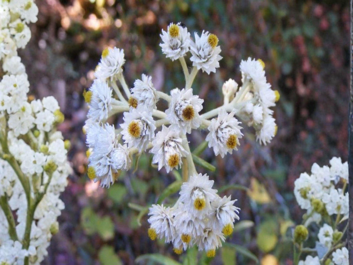 Sweet Everlasting Seeds – 500 Pseudognaphalium Wildflower Seeds for Dried Arrangements, Native Wildflower, Perennial, White Flowers
