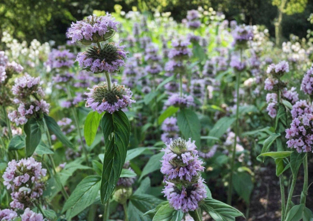 Downy Wood Mint Seeds – Blephilia Ciliata, Fragrant Purple Wildflower, Native Perennial, Pollinator Attracting, 300 Seeds