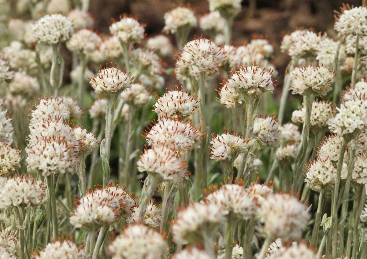 Prairie Pussytoes Seeds - Native Ground Cover, Drought Tolerant Wildflower, Antennaria neglecta, White Fuzzy Blooms, 100 Seeds