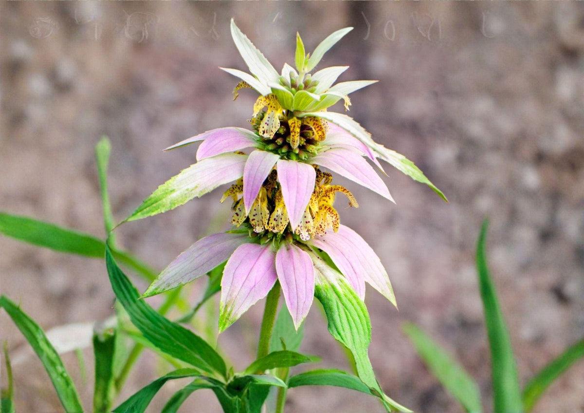 Spotted Bee Balm Seeds – Native Wildflower, Drought Tolerant, Monarda punctata, Pollinator Magnet, Lavender & Yellow Blooms, 100 Seeds
