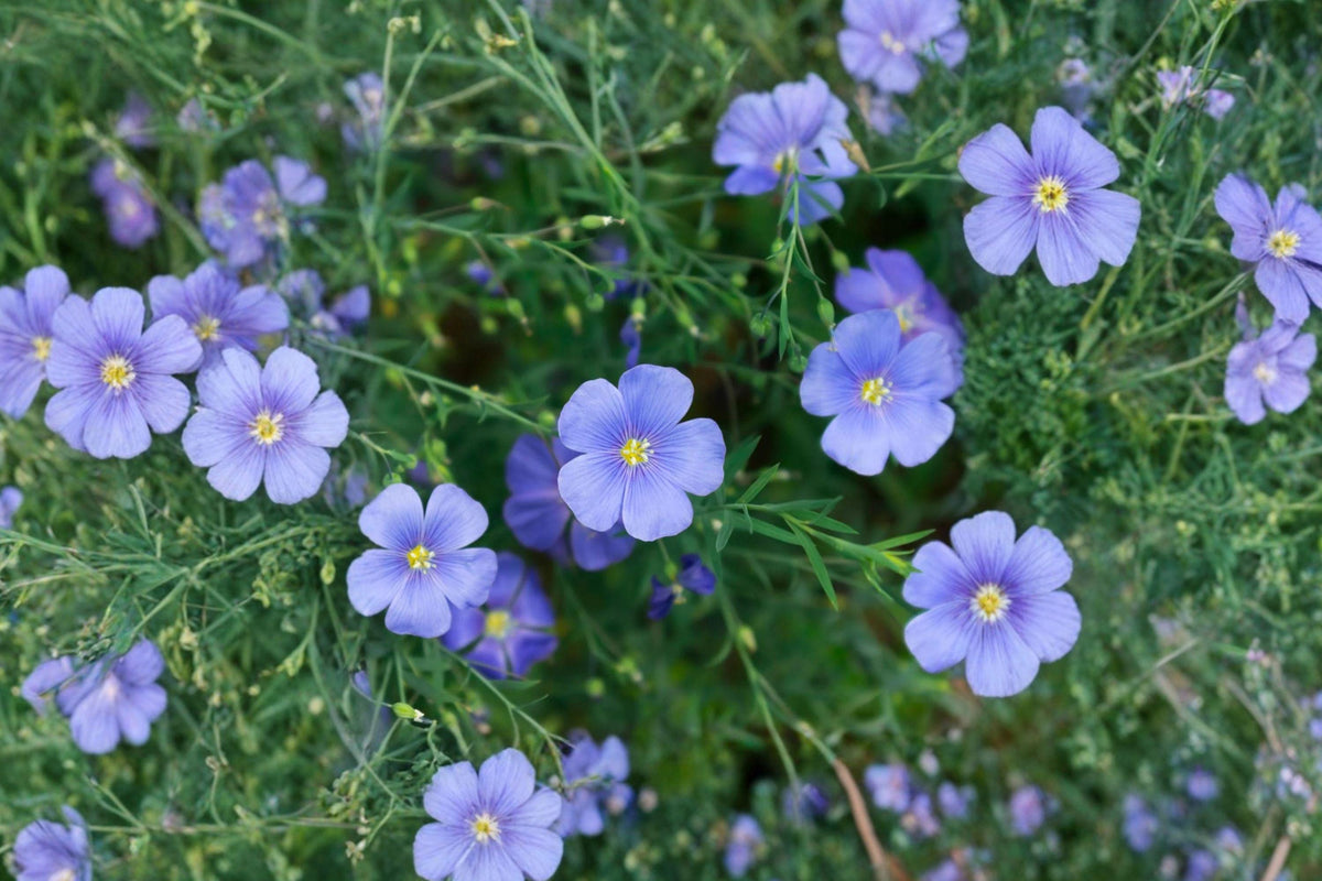 Perennial Blue Flax Seeds – Drought Tolerant Wildflower for Pollinator Gardens – Linum perenne, Sky Blue Flowers