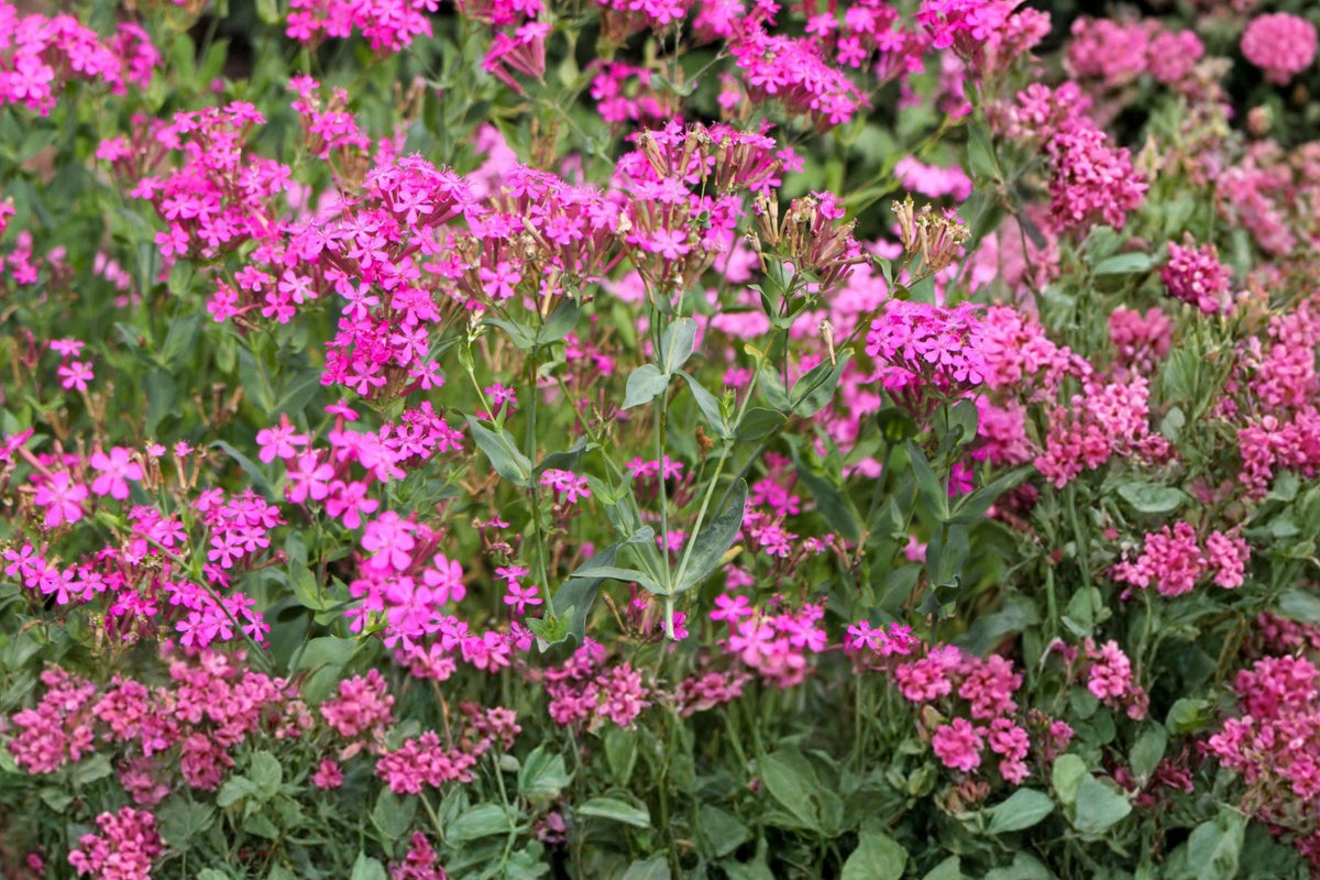 Catchfly Seeds – Silene armeria Pink Wildflower, Pollinator Friendly Garden Plant, Bright Pink Star Blooms, Annual, Cottage & Meadow Gardens