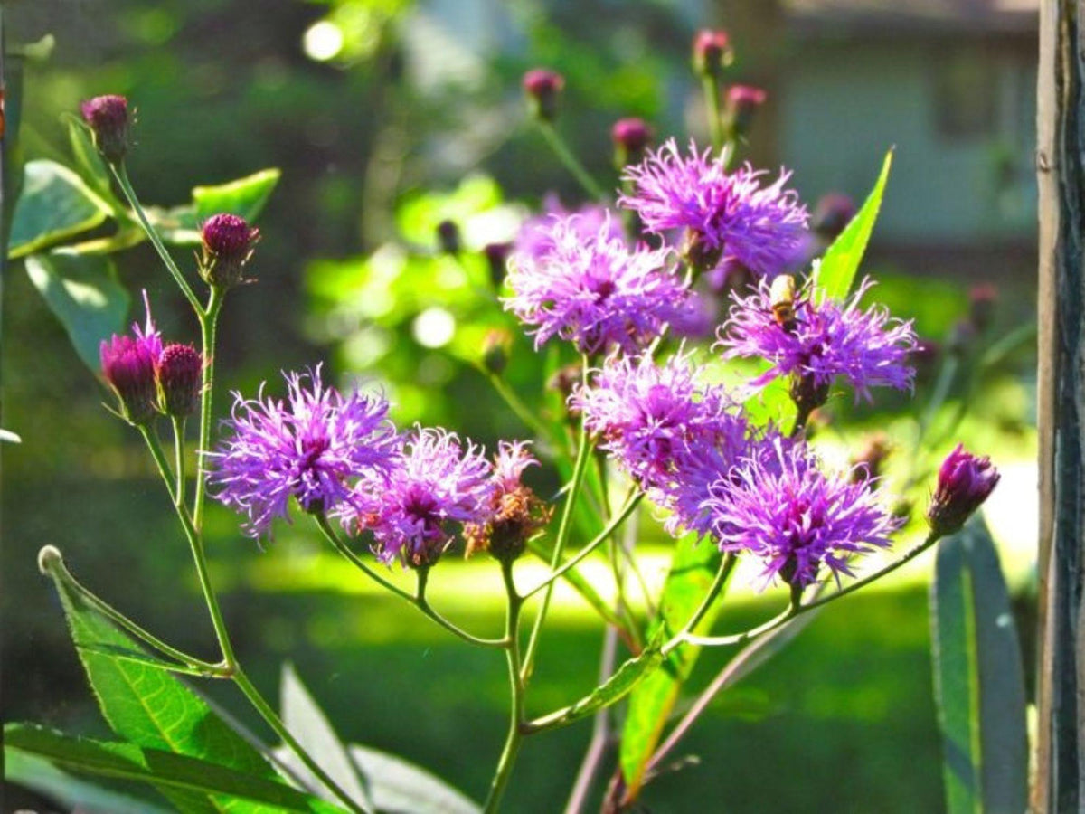New York Ironweed Seeds – 100 Native Purple Wildflower Seeds for Fall Blooming, Vernonia noveboracensis, Perennial Pollinator Plant