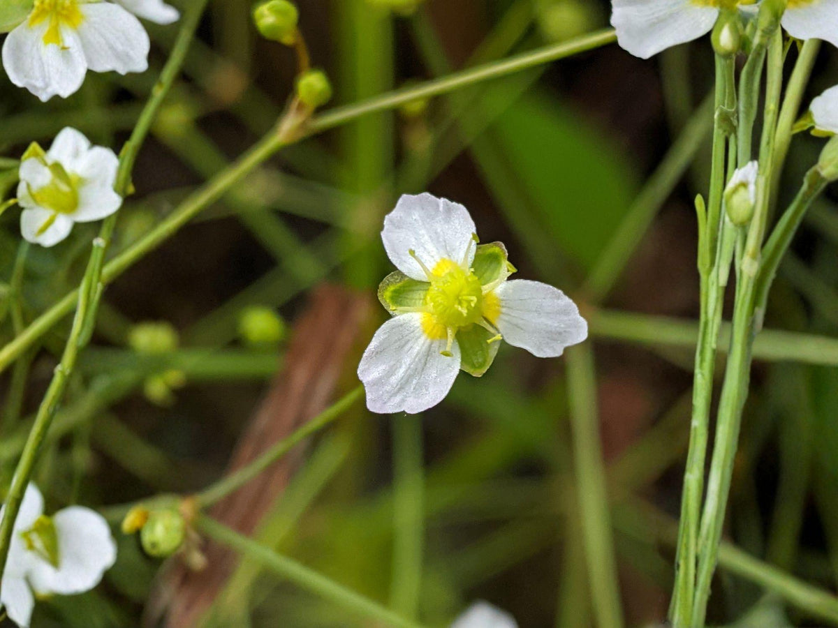 Alisma Triviale Seeds – Large-Flowered Water Plantain Native Aquatic Perennial for Wetlands, Pond Edges, Rain Gardens (100 Seeds)