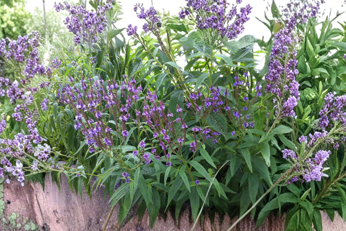 Blue Vervain Seeds - 100 Native Verbena hastata for Pollinator Gardens, Wildflower Meadow, Perennial, Vibrant Purple Flowers
