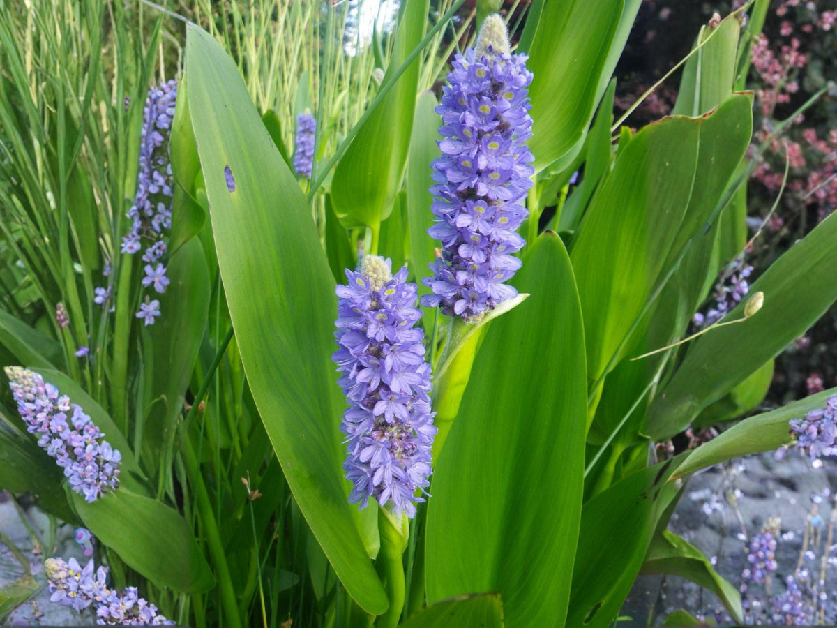Pickerel Weed Seeds (Pontederia cordata) – Blue Aquatic Pond Plant – Marginal Water Garden Flower – 10 Seeds
