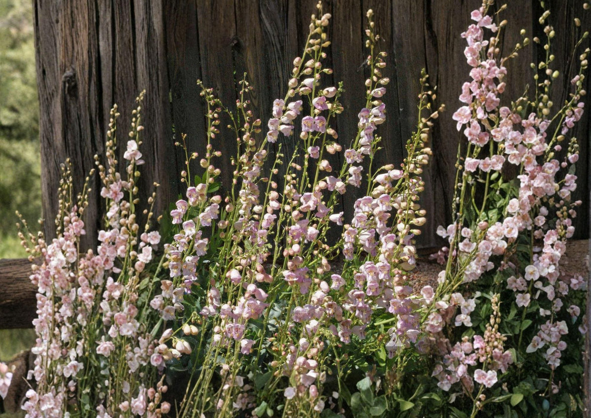 Penstemon Palmeri Seeds – 50 Native Wildflower Seeds for Fragrant Pink Beardtongue Blooms, Drought Tolerant, Pollinator Friendly, Xeriscape