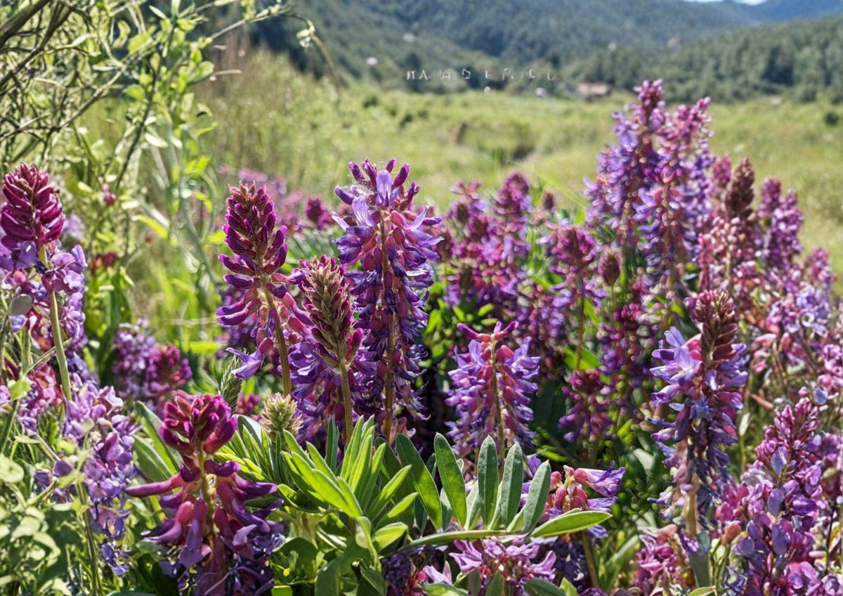 Astragalus bisulcatus Twogroove Milkvetch 15 Seeds Native Prairie Legume Drought Tolerant Wildflower Purple Flowers