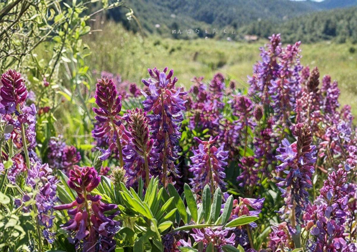 Astragalus bisulcatus Twogroove Milkvetch Seeds, Native Prairie Legume, Purple Flowers, Drought Tolerant Wildflower, Pollinator Friendly