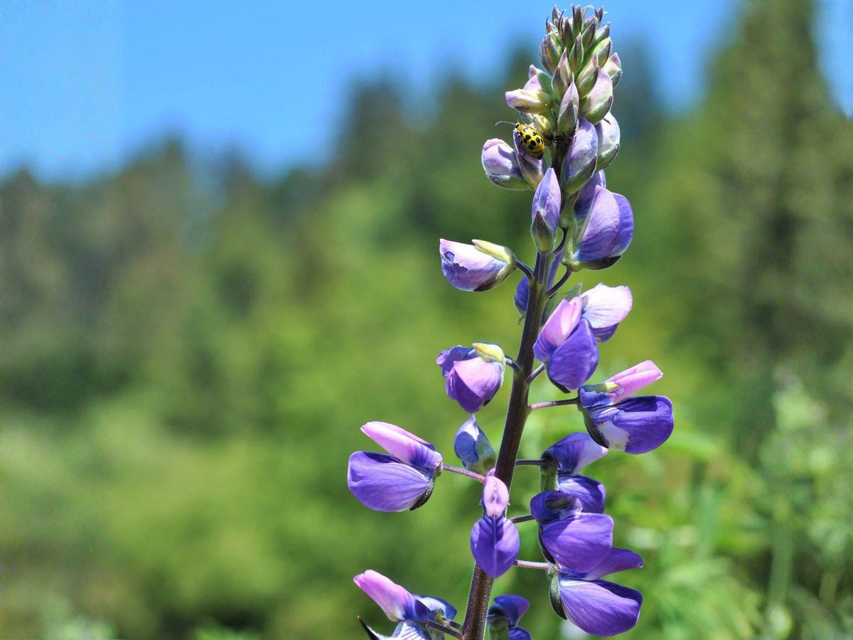 Riverbank Lupine Seeds - Native Blue Purple Wildflower, Pollinator Plant, Lupinus rivularis, Perennial, Native Pacific Northwest
